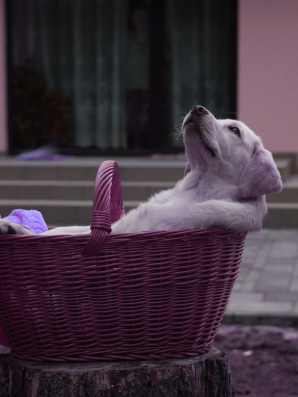 Puppy lounging in a pink basket, symbolizing permission to pause and relax.