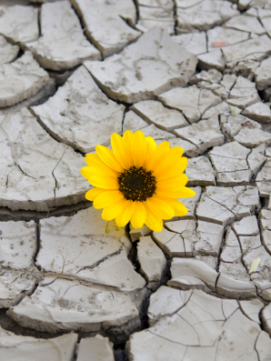 Why Caregiving Activates Survival Mode (2 of 4)