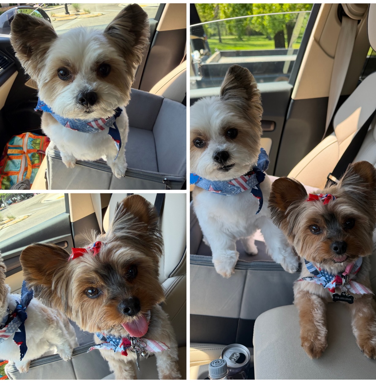 I just picked up Mya and Leo from the groomers and immediately lost all ability to act normal. 🐾😂

I mean… the fresh haircuts. The tiny patriotic bandanas. The oversized ears.

The “yes, we know we’re adorable” energy.

Before I could even buckle them in and head home, we had to have a full parking lot photo shoot because this level of cute deserves documentation.

So here they are… freshly fluffed, slightly dramatic, and ready to improve your day by at least 72%.

Hope these two little faces make you smile today. ❤️💙

#MyaAndLeo #FreshFromTheGroomer #LittleDogsBigPersonality #FluffyJoy #TooCuteNotToShare